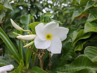 Plumeria pudica white flowers blooming, with green leaves background