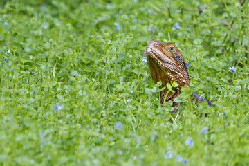 An Australian Water Dragon looks out from green and blue plant