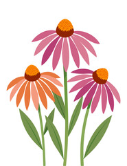 Purple coneflowers (echinacea purpurea), medicinal herb. Cartoon style vector illustration.