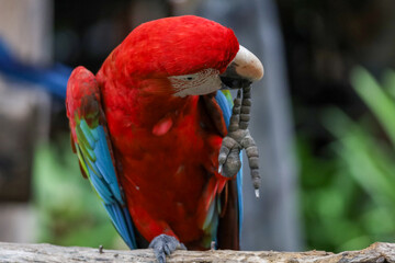 Close up head the red macaw parrot bird in garden