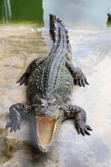 The crocodile stay on the river near canal