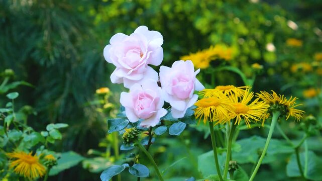 Yellow flowers Inula plant and white roses in the evening park.