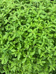 Holy basil leaves the Herbal Abundanc