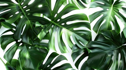 Fototapeta premium Monstera leaves used creatively with empty space nature inspired design