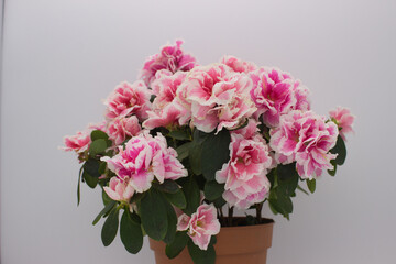 Pink Azalea Flowers in Pot on White Background