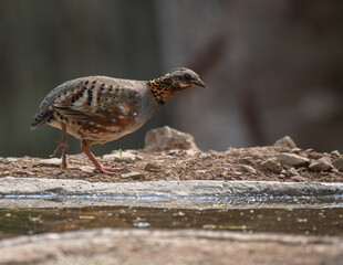Rufous throated partridge bird looking for food with use of selective focus