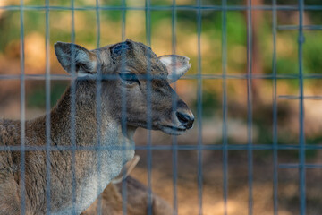 portrait of a deer behind bars