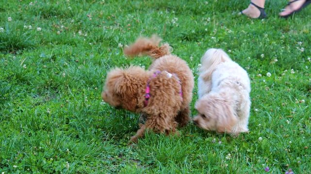 Maltipoo and poodle dogs play with a ball on the green grass on the lawn in the park.