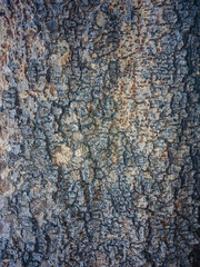  bark of a tree close up