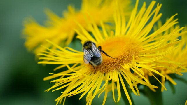 A bumblebee collects nectar from a bright yellow flower of an Inula plant.