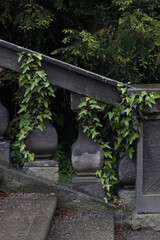 Vegetation in a park of Prague