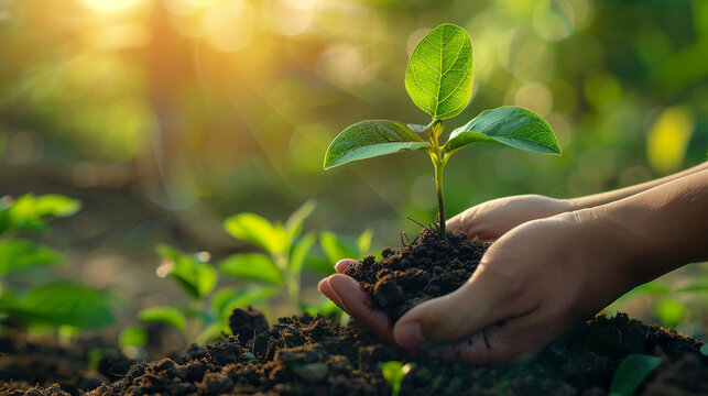 Manager ensures sustainable supply chains for ethical sourcing.