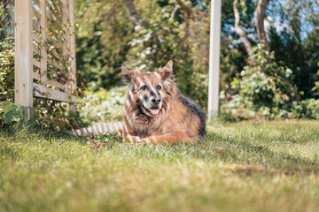 Piękny długowłosy stary owczarek niemiecki leżący w ogrodzie © af-mar