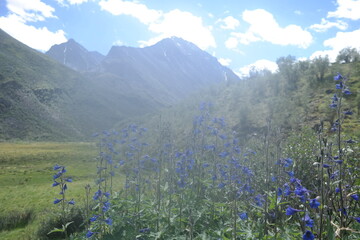 Blue flowers in the foreground create a vibrant contrast against the distant snow-capped mountain...