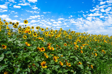 青空とひまわり