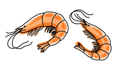 Shrimps isolated on transparent background, fresh sea food. Vector illustration for restaurant menu