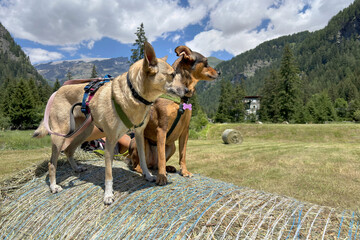 cani sulla balla di fieno in montagna, dogs on hay bale in the mountains