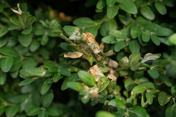Boxwood plants infected with Cydalima perspectalis