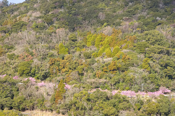山の道沿いに咲く河津桜