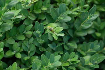 Boxwood plants infected with Cydalima perspectalis