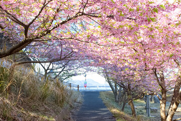 Fototapeta premium 河津桜のトンネル