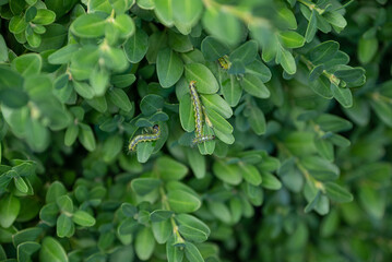 Boxwood plants infected with Cydalima perspectalis