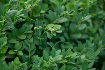 Boxwood plants infected with Cydalima perspectalis