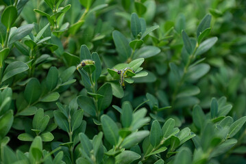 Boxwood plants infected with Cydalima perspectalis