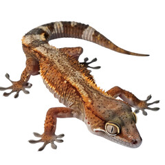 Fototapeta premium Crested Gecko Isolated Without Background on White Surface.