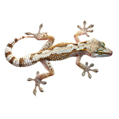 Isolated Crested Gecko with Distinctive Markings and Colors.