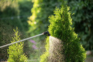 Treatment of ornamental plants from pests