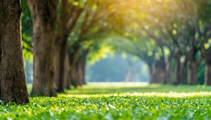 Beautiful morning light in public park with green grass field and green fresh tree plant perspective to copy space for multipurpose
