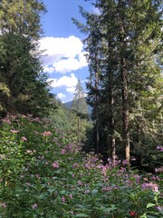 spring in the mountains