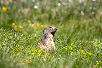 Marmotte dans le parc national de la Vanoise, Savoie, France