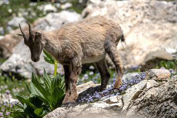 jeune chamois dans le parc national de la Vanoise, Savoie, France