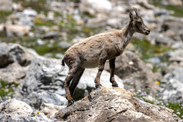 jeune chamois dans le parc national de la Vanoise, Savoie, France