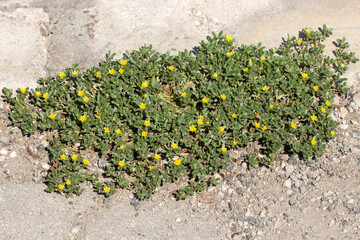 Portulaca oleracea is an annual succulent in the family Portulacaceae.