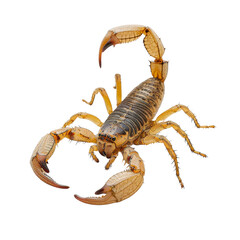 Isolated Scorpion with Detailed Exoskeleton and Claws.