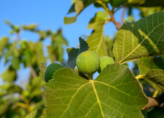 Green raw figs on the branch of a fig tree with morning sun light
