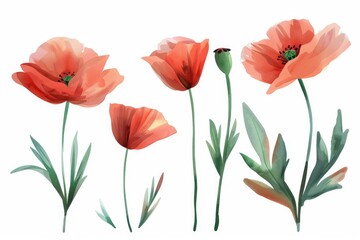 Obraz premium A cluster of vibrant red flowers against a clean white backdrop, ideal for illustrations or designs