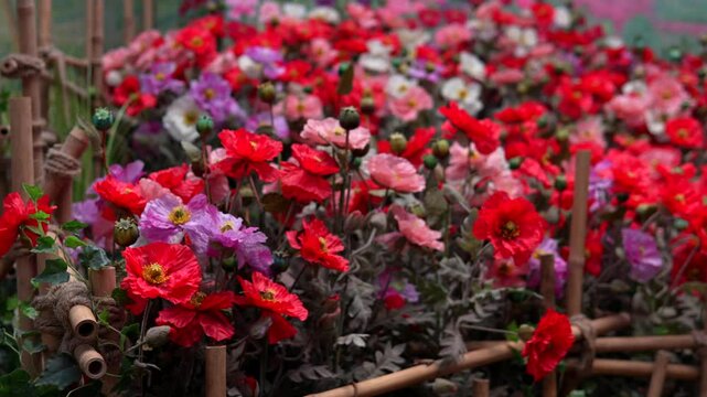 Artificial poppies at the Opium Museum in Thailand