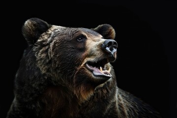 Obraz premium Portrait of a bear with open mouth on a black background