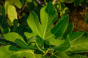 close up of green leaves of fig