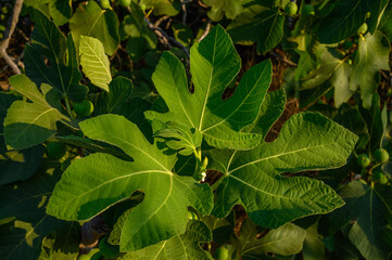Green fig tree leaves in bright sunlight