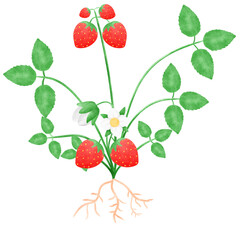 Strawberry tree has roots, fruits, flowers