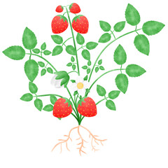 Strawberry tree has roots, fruits, flowers