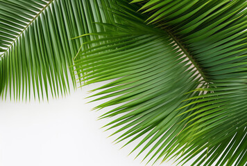 Fototapeta premium A closeup of a palm leaf on a white background presents coastal scenery, its high-angle framing and aerial view apparent.