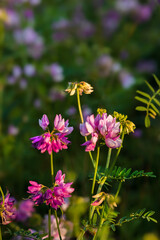 Obraz premium Blooming Securigera varia (synonym Coronilla varia), commonly known as crownvetch. Pink and purple crown vetch flowers on a meadow close-up