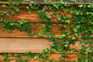 Green leaves background, green leaves texture background, green leaves background