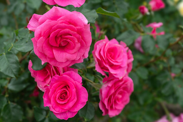 Obraz premium 庭先に咲く赤紫色の薔薇